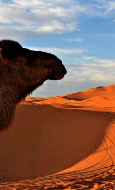 Tours from Agadir Tours from Agadir