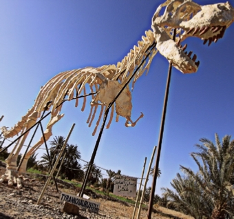 Day Trip from Merzouga to visit fossils in Erfoud Day Trip from Merzouga to visit fossils in Erfoud